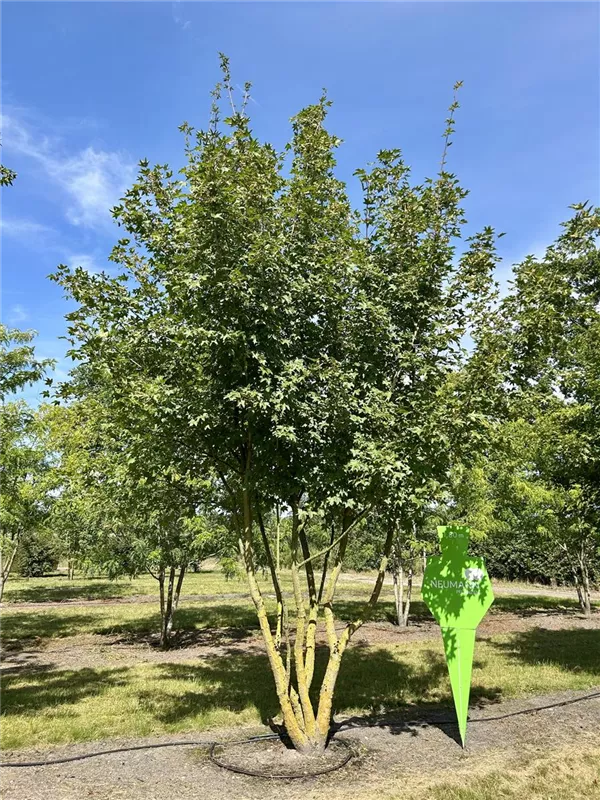 Acer campestre