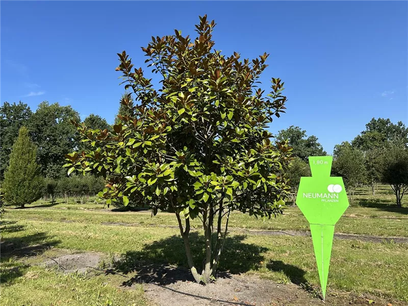 Magnolia grandiflora 'Goliath'