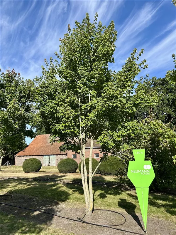 Acer rubrum 'Red Sunset'