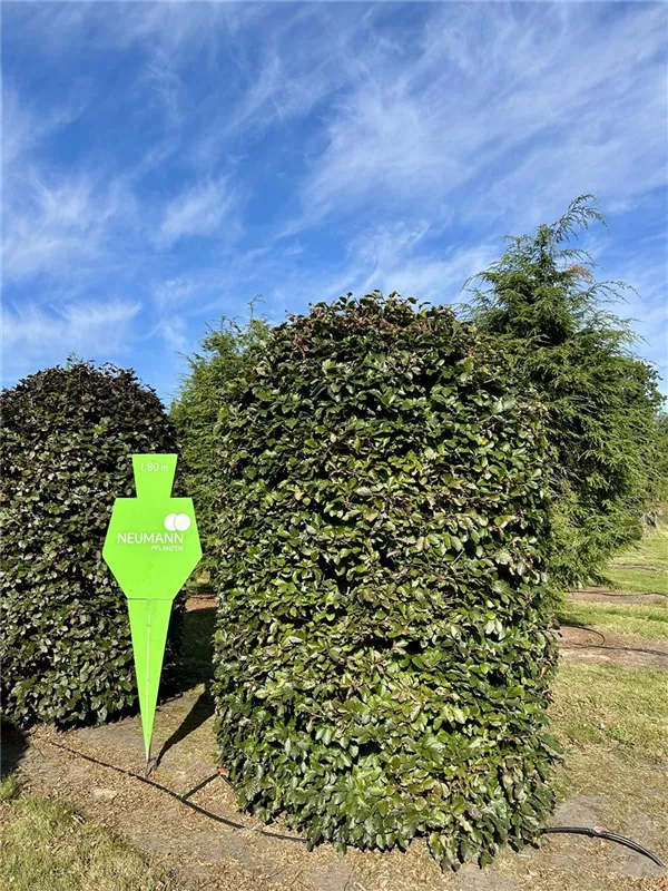 Fagus sylvatica purpurea
