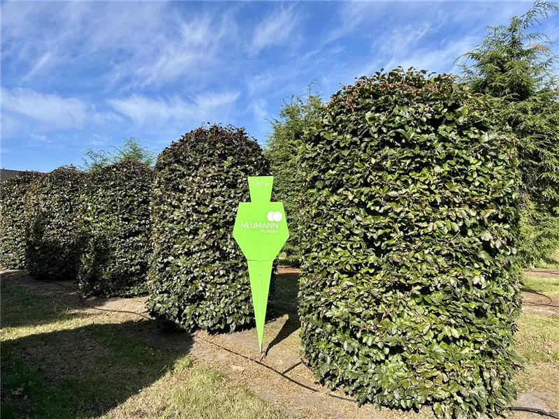 Fagus sylvatica purpurea