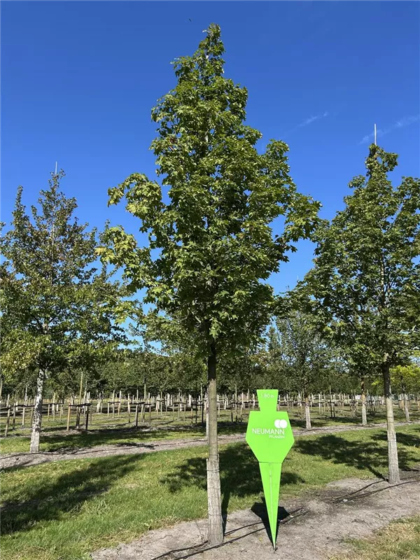 Acer platanoides 'Emerald Queen'