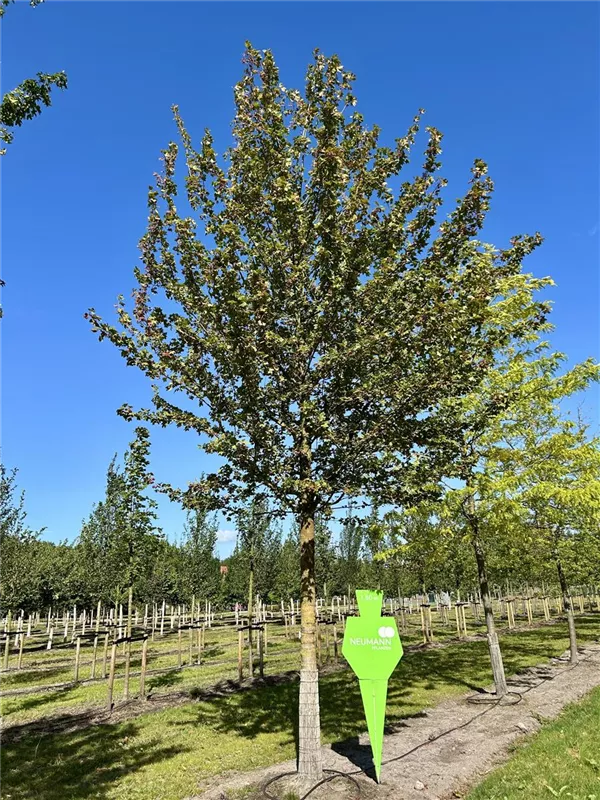 Acer campestre 'Elsrijk'