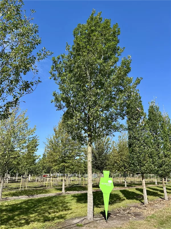 Quercus petraea 'Fastigiata'