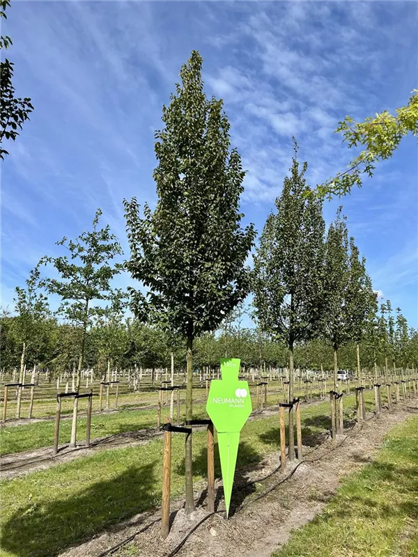 Carpinus betulus 'Lucas'