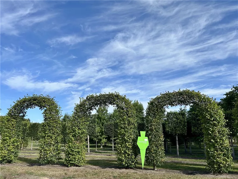 Tilia europaea 'Pallida'