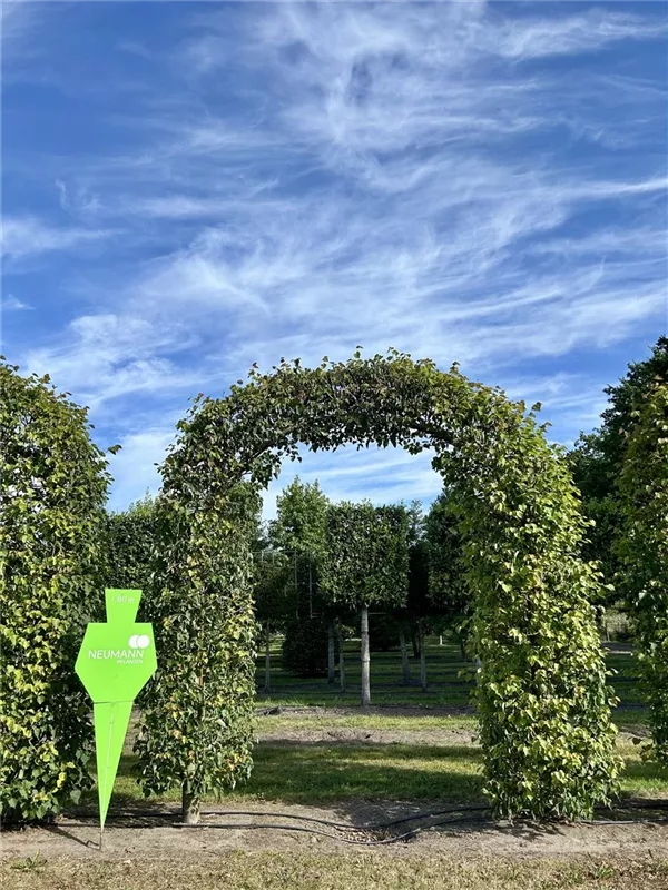 Tilia europaea 'Pallida'