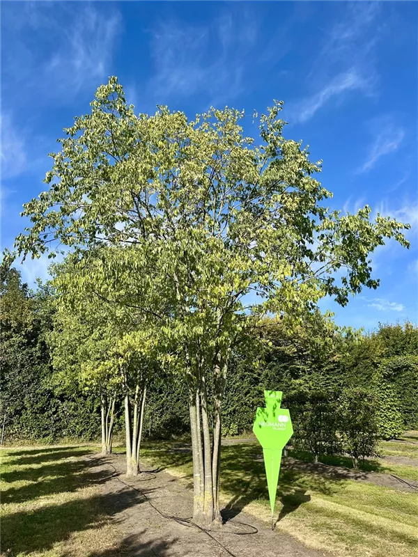 Celtis australis