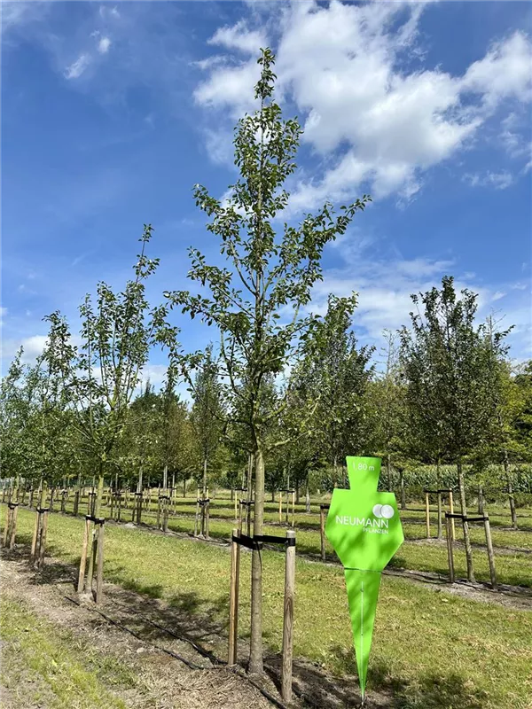 Pyrus com.'Clapps Liebling' CAC