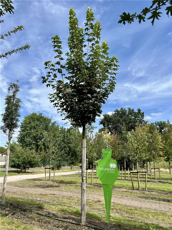 Acer pseudoplatanus 'Bruchem'