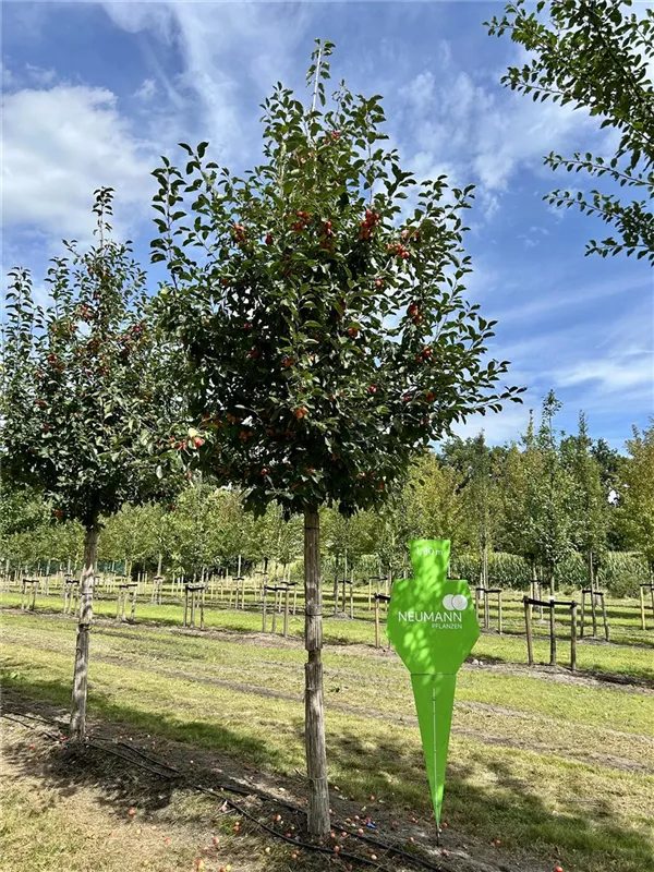Malus 'John Downie'
