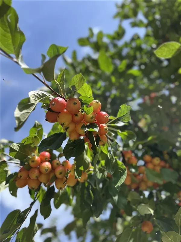 Malus 'John Downie'