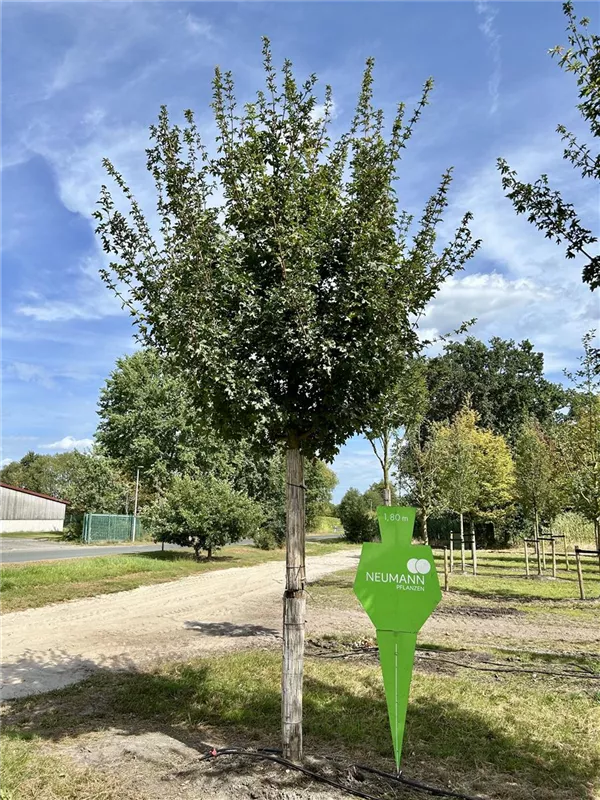 Acer campestre 'Elsrijk'
