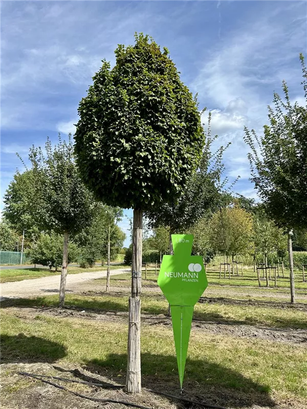Carpinus betulus 'Fastigiata Monument'