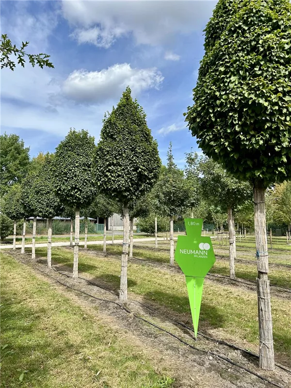 Carpinus betulus 'Fastigiata Monument'