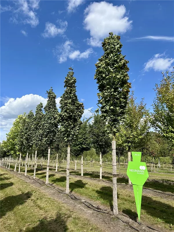 Acer platanoides 'Columnare'