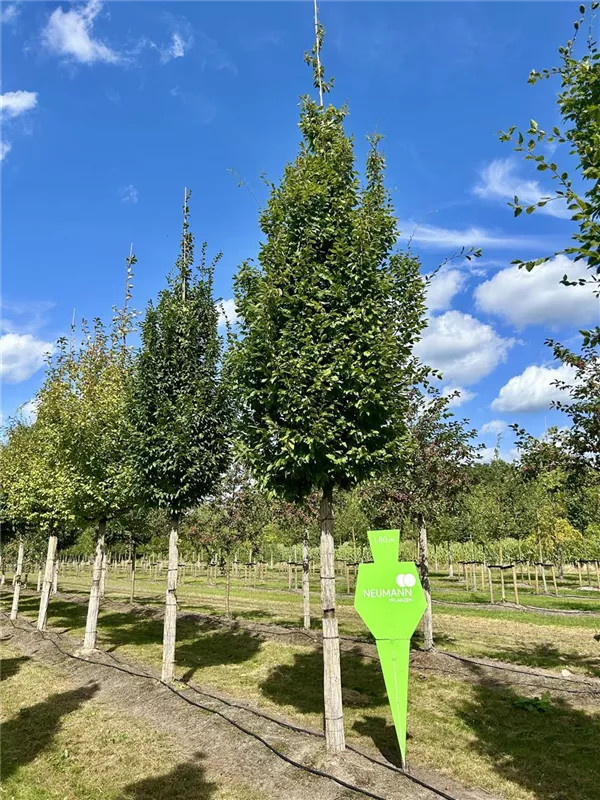 Carpinus betulus 'Frans Fontaine'