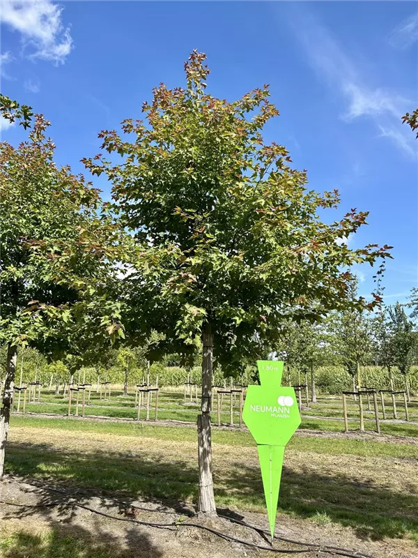 Liquidambar formosana 'Ellen'