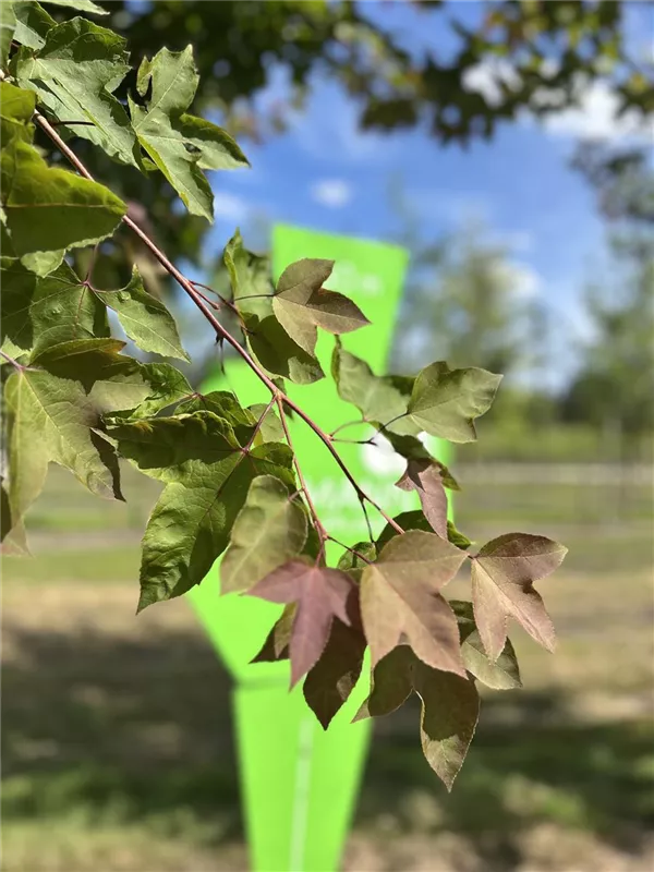 Liquidambar formosana 'Ellen'