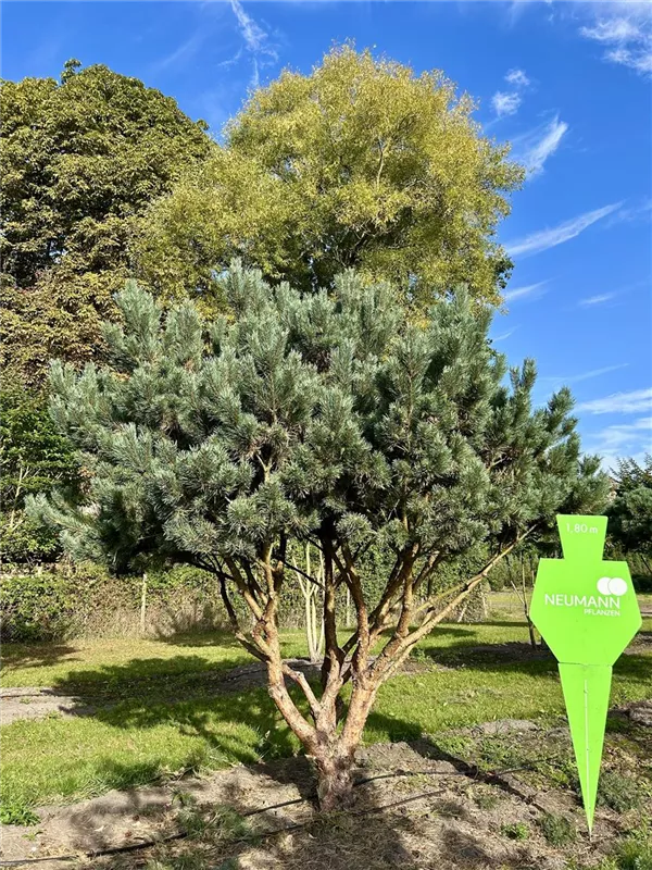 Pinus sylvestris 'Watereri'