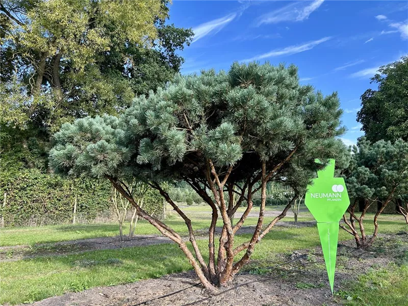 Pinus sylvestris 'Watereri'