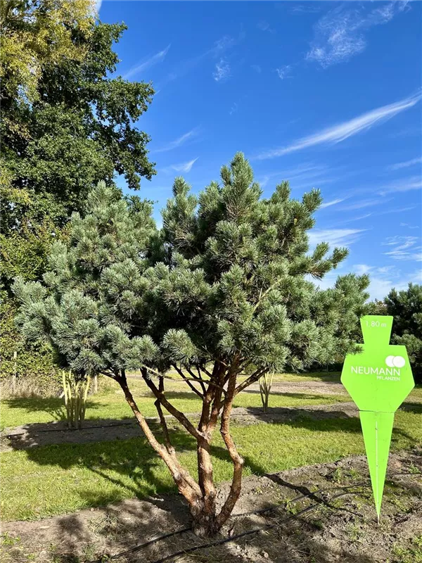 Pinus sylvestris 'Watereri'
