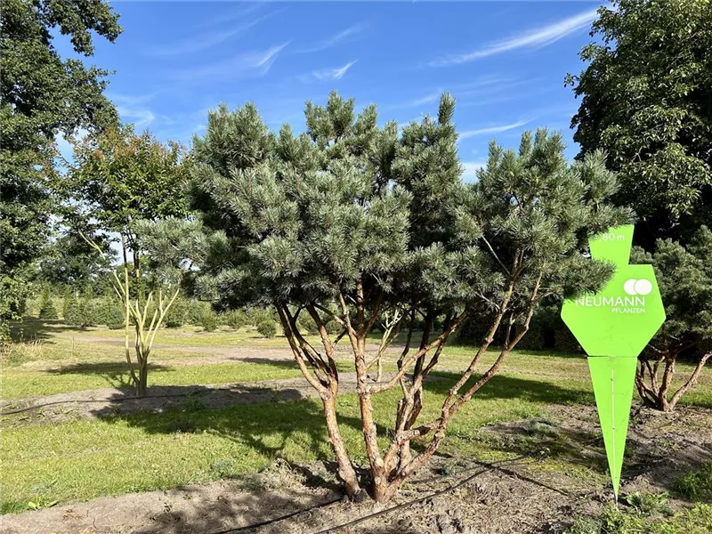 Pinus sylvestris 'Watereri'