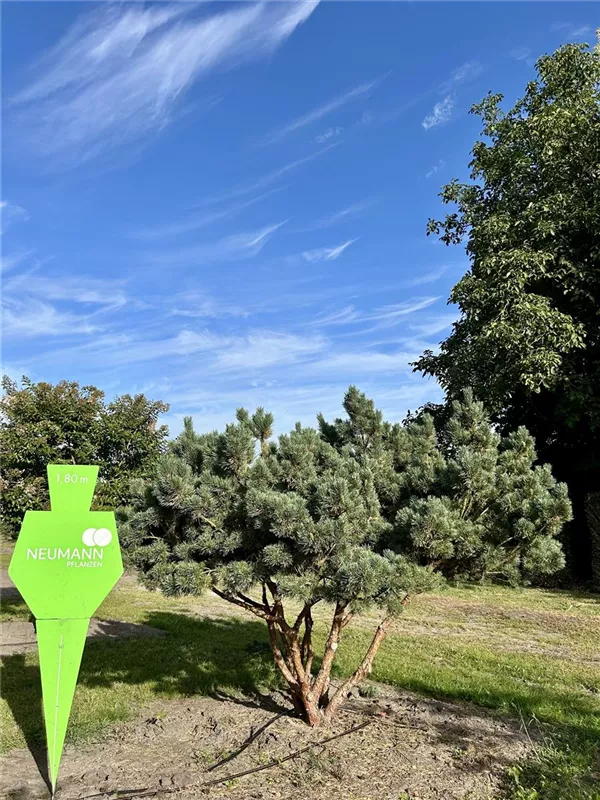 Pinus sylvestris 'Watereri'