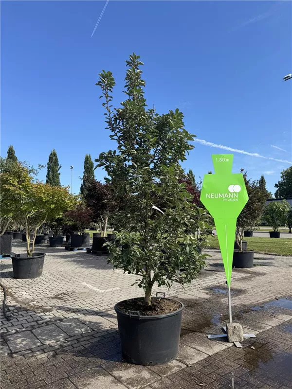 Malus Ballerina -R- 'Maypole' -S- CAC