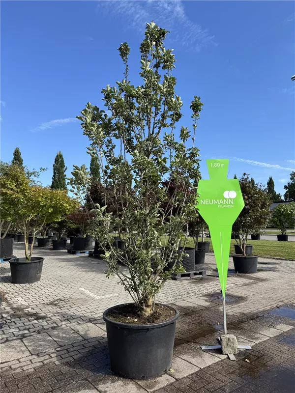 Malus Ballerina -R- 'Polka' -S- CAC Malus Ballerina -R- 'Polka' -S- CAC