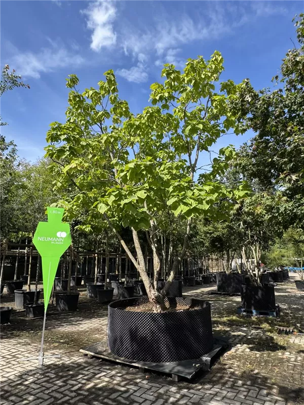 Catalpa bignonioides 'Aurea'
