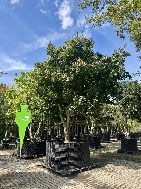 Acer palmatum 'Osakazuki'