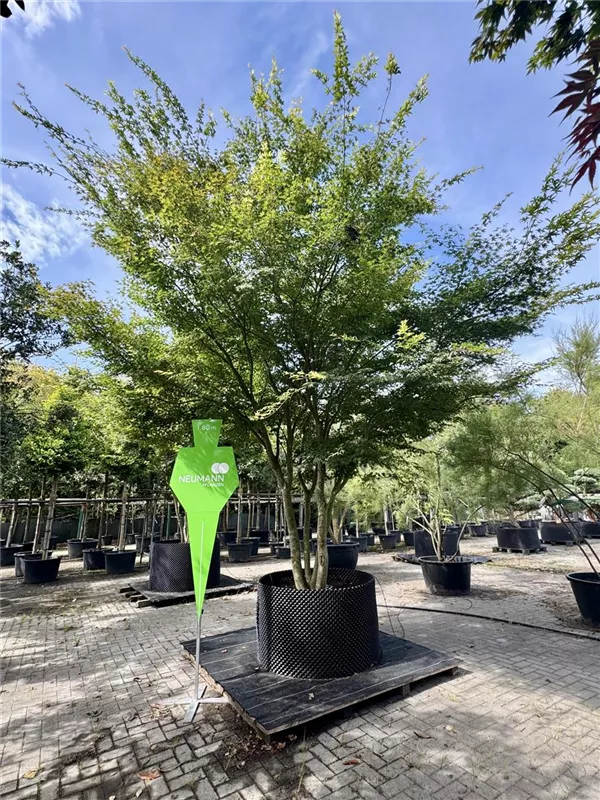 Acer palmatum