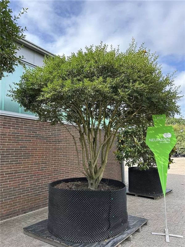 Osmanthus burkwoodii