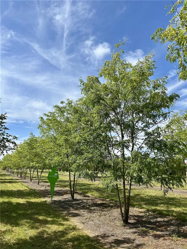 Gleditsia triacanthos 'Skyline'