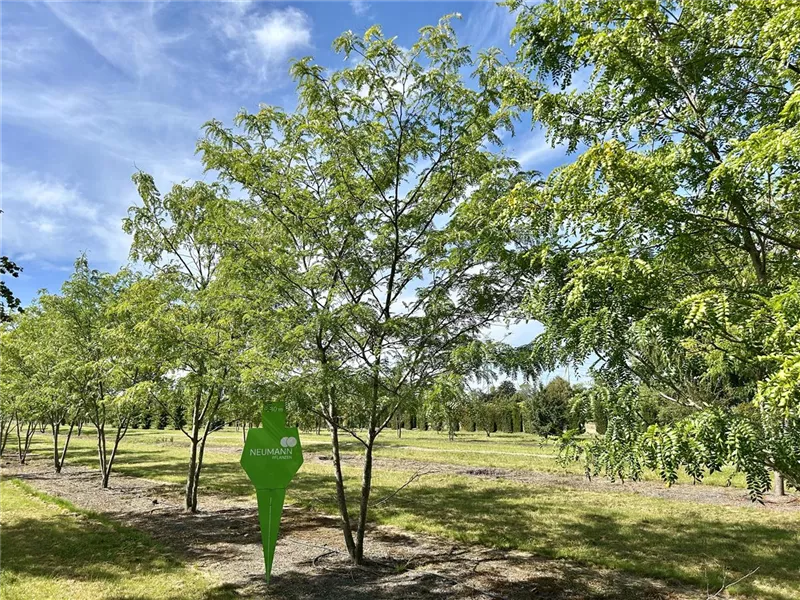 Gleditsia triacanthos 'Skyline'