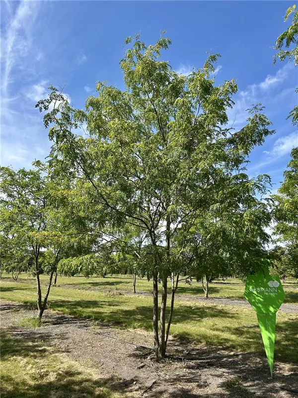 Gleditsia triacanthos 'Skyline'