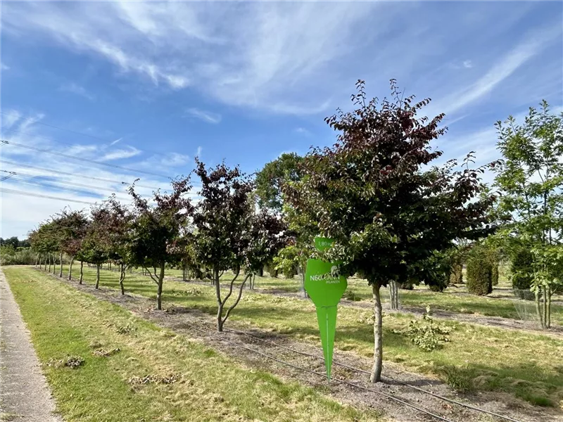 Parrotia persica