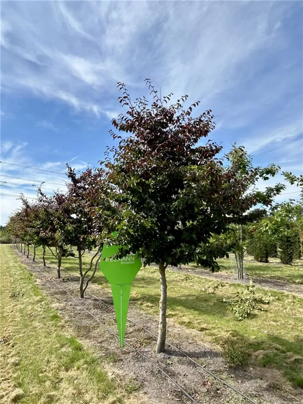 Parrotia persica