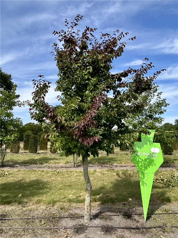 Parrotia persica
