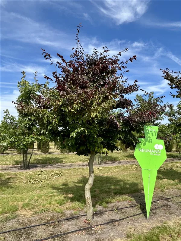Parrotia persica