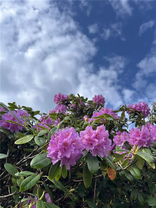 Rhododendron Hybr.'Catawb. Grandiflorum'