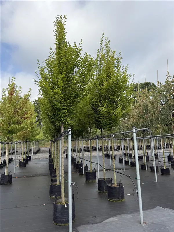 Carpinus betulus 'Fastigiata'