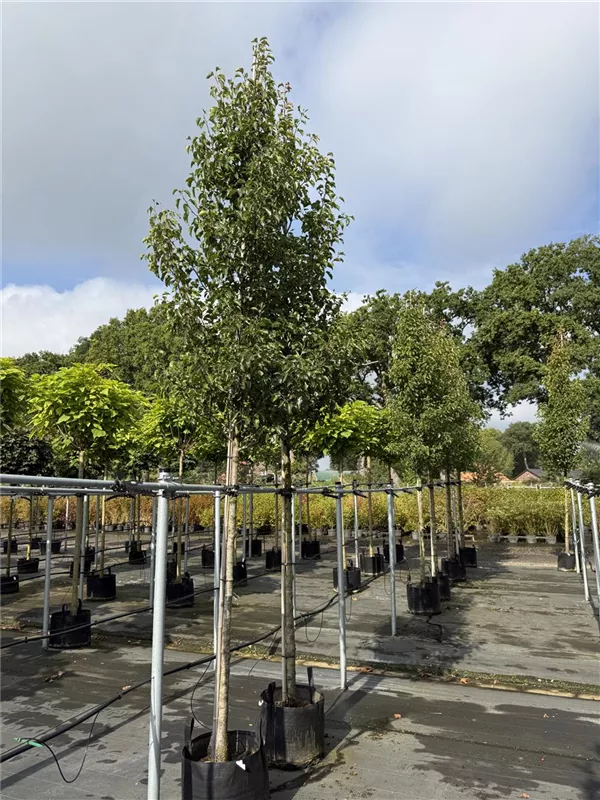 Pyrus calleryana 'Chanticleer'