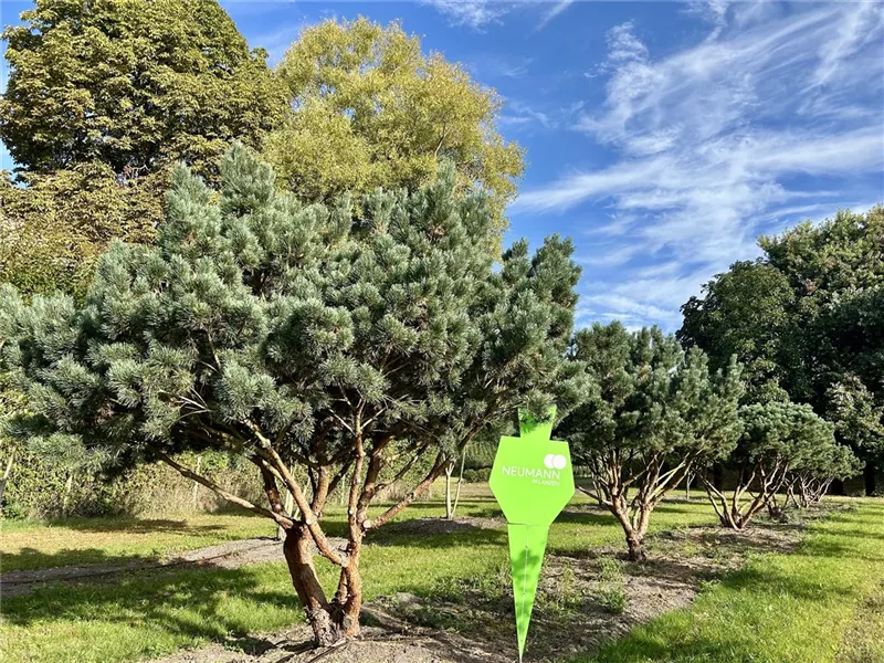 Pinus sylvestris 'Watereri'