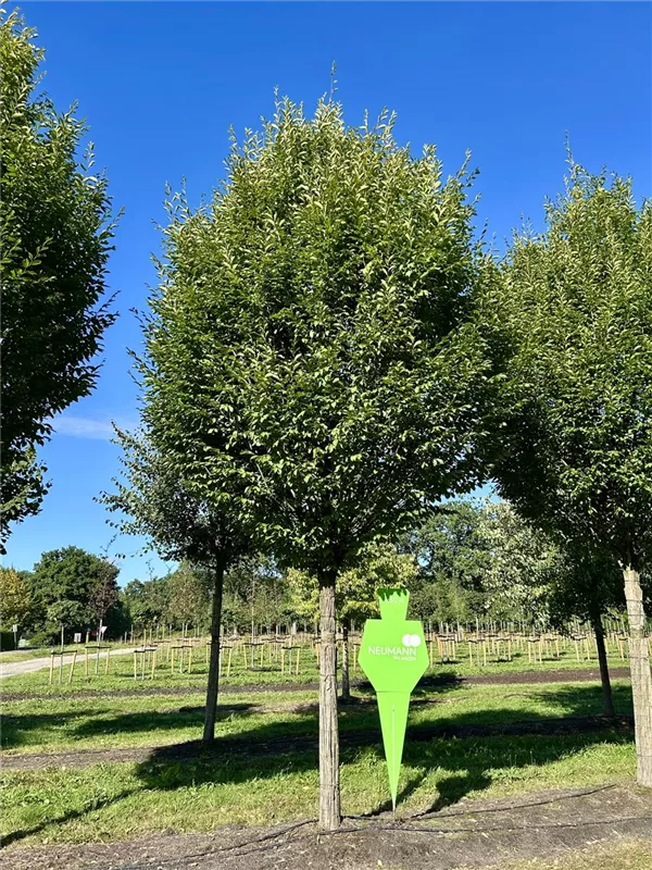 Carpinus betulus 'Frans Fontaine'