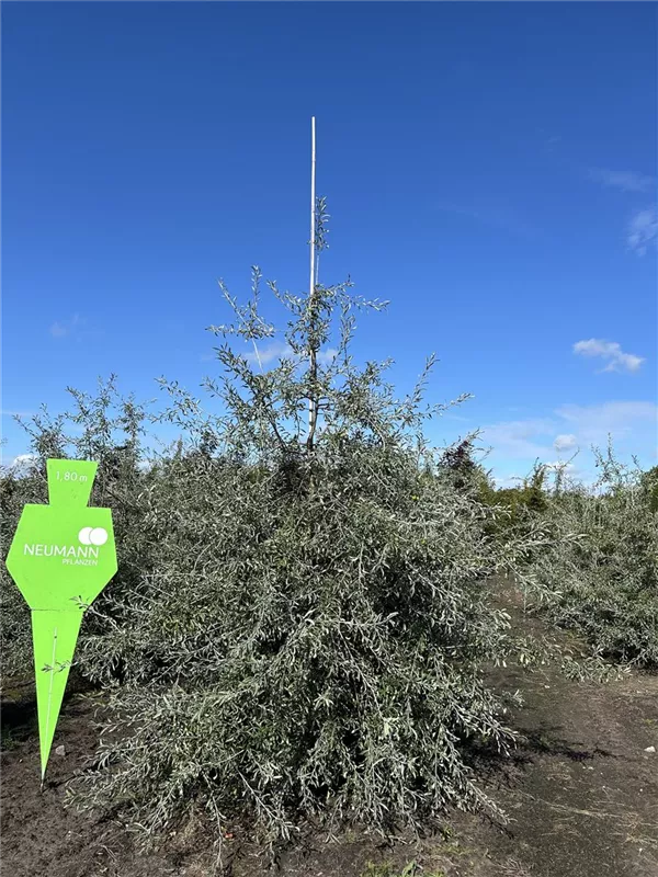 Pyrus salicifolia 'Pendula'