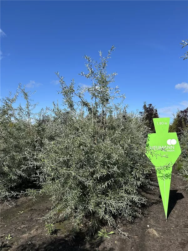 Pyrus salicifolia 'Pendula'