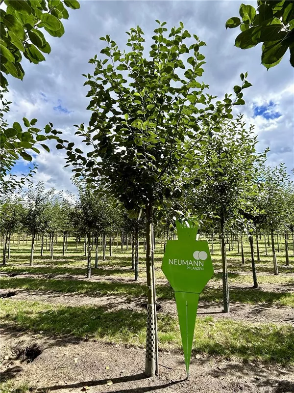 Malus 'Boskoop' CAC Malus 'Boskoop' CAC