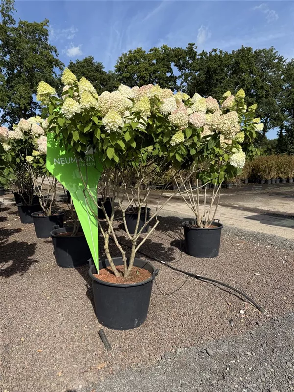 Hydrangea panic. 'Grandiflora'
